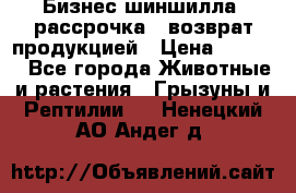 Бизнес шиншилла, рассрочка - возврат продукцией › Цена ­ 4 500 - Все города Животные и растения » Грызуны и Рептилии   . Ненецкий АО,Андег д.